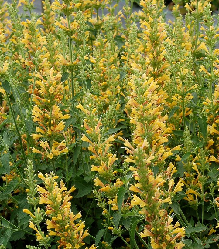 Agastache Kudos™ Yellow