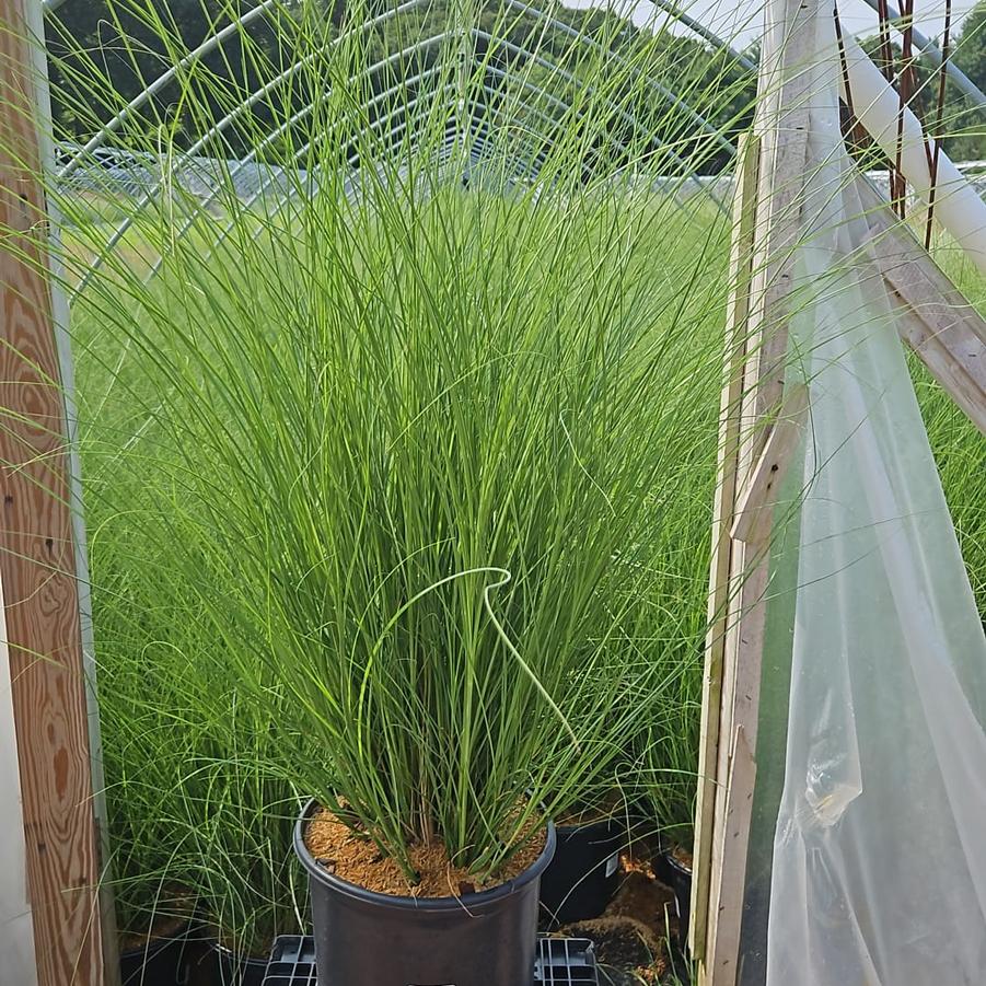 Miscanthus sinensis 'Gracillimus'