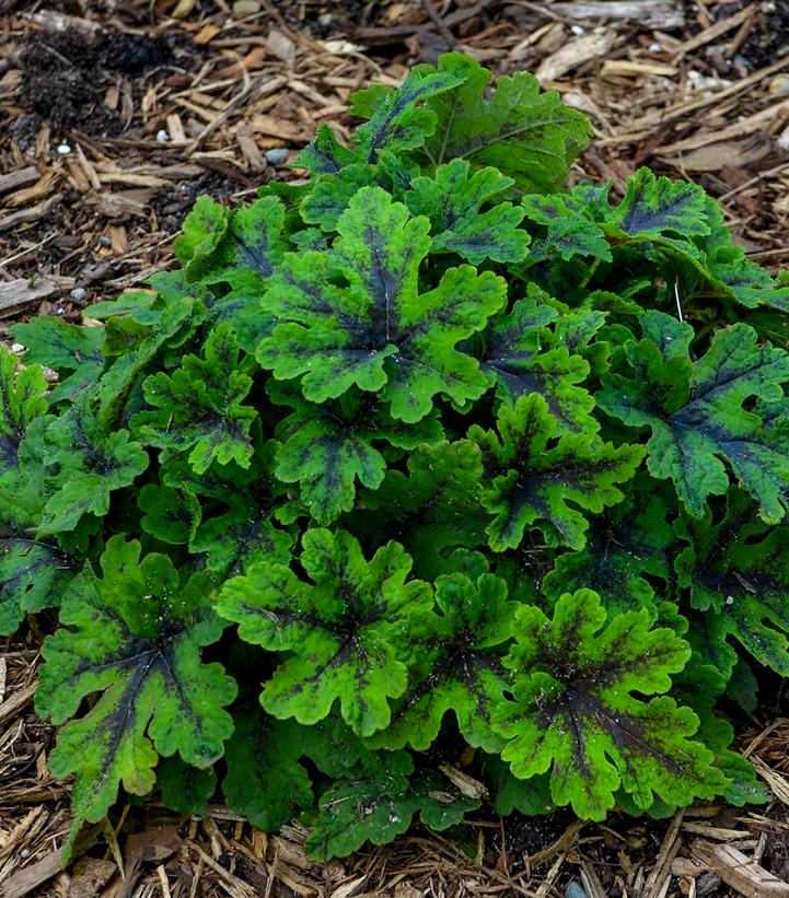 Tiarella 'Fingerpaint'