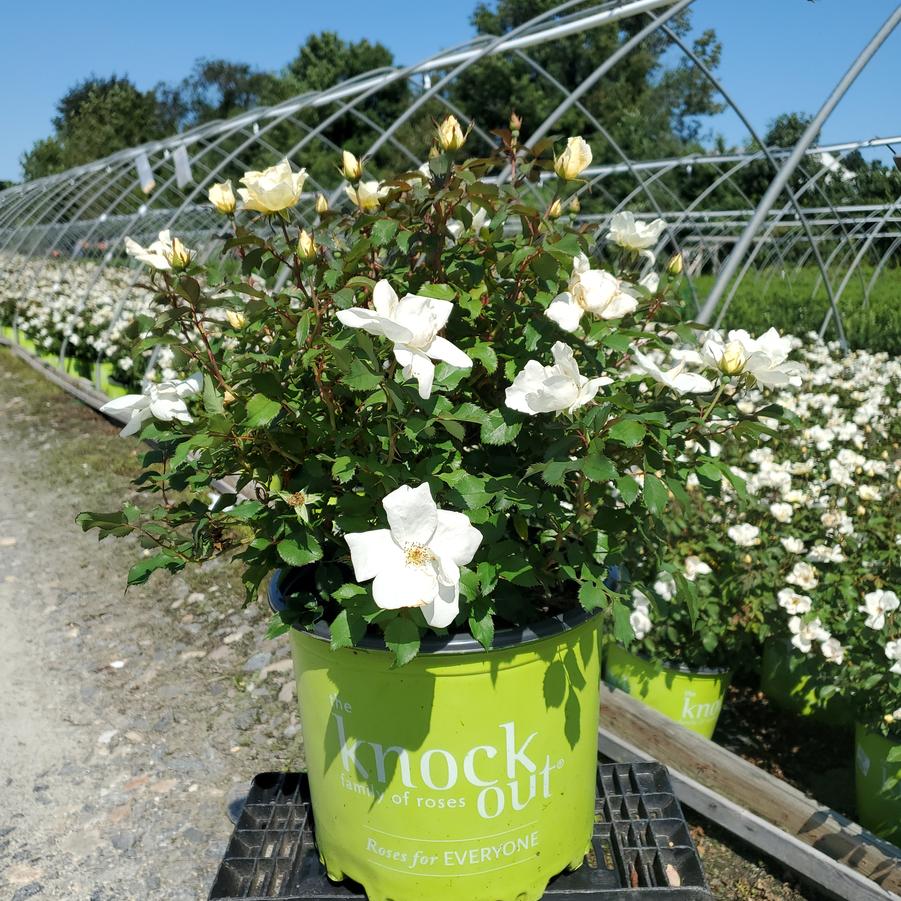 Rosa White Knock Out®