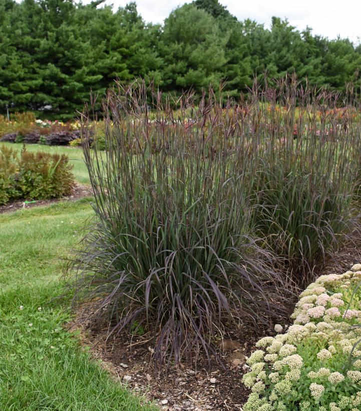 Andropogon gerardii 'Blackhawks'