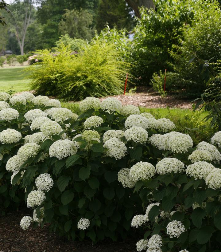 Hydrangea arborescens Invincibelle® Invincibelle Limetta®