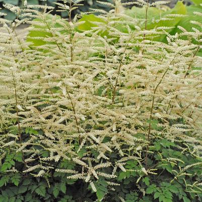 Aruncus 'Misty Lace'