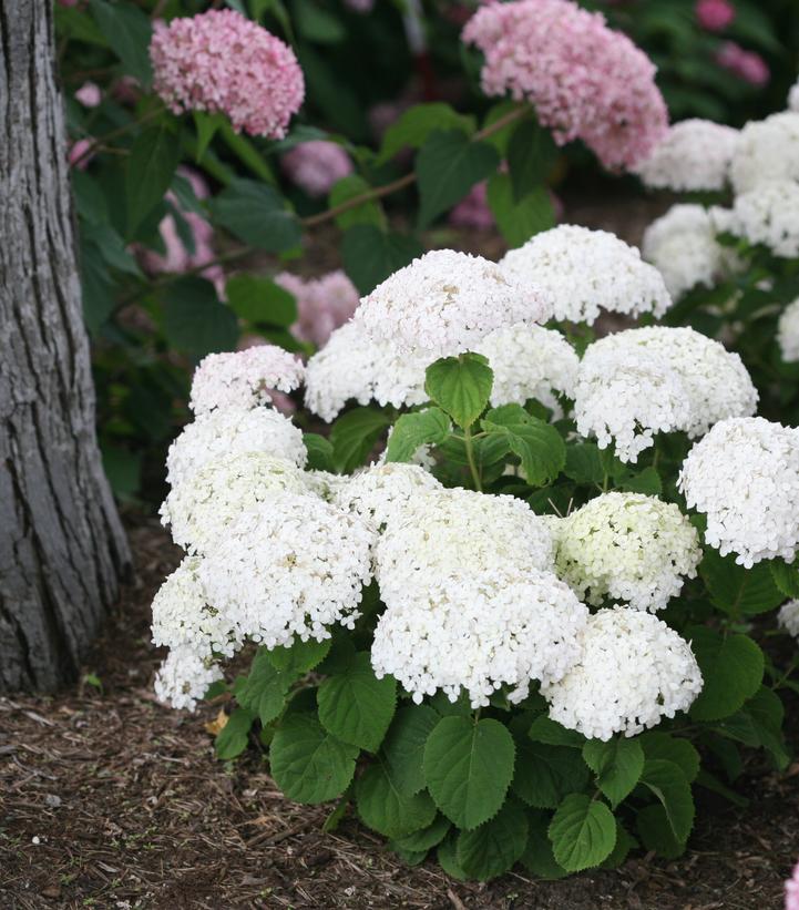 Hydrangea arborescens Invincibelle® Invincibelle Wee White®