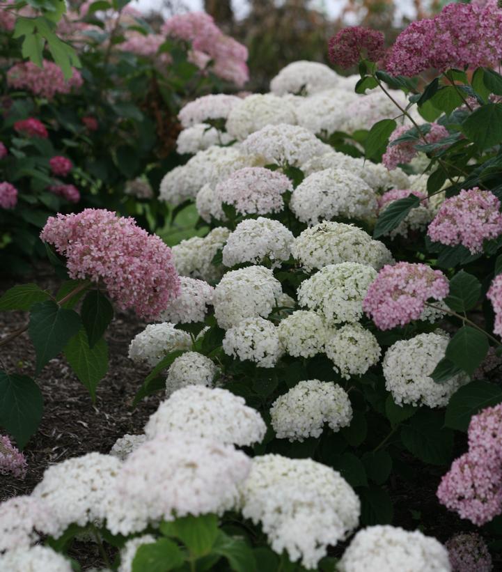 Hydrangea arborescens Invincibelle® Invincibelle Wee White®