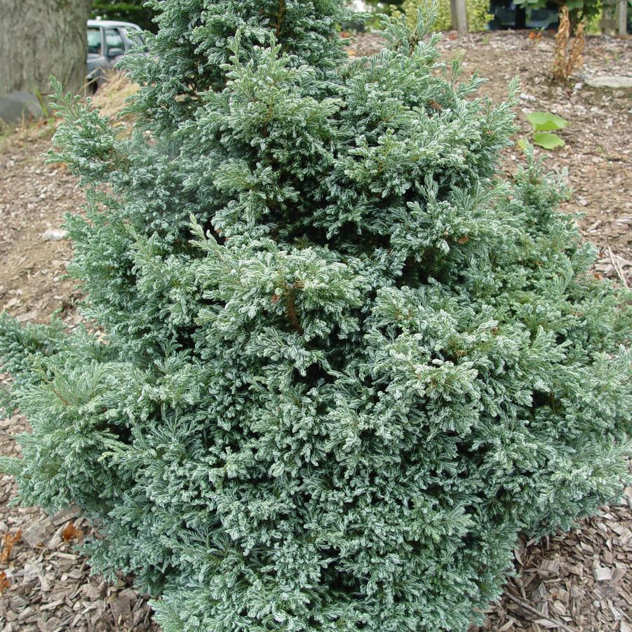 Chamaecyparis pisifera 'Boulevard'