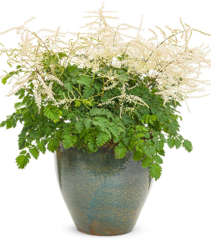 Aruncus hybrid Chantilly Lace