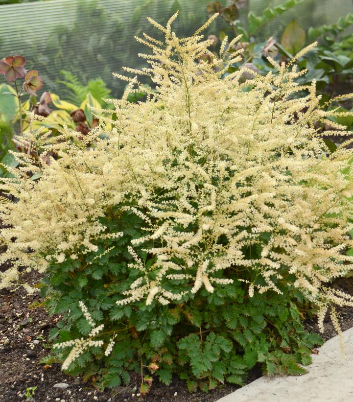 Aruncus hybrid Chantilly Lace