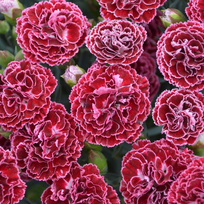 Dianthus hybrid Fruit Punch® 'Cherry Vanilla'