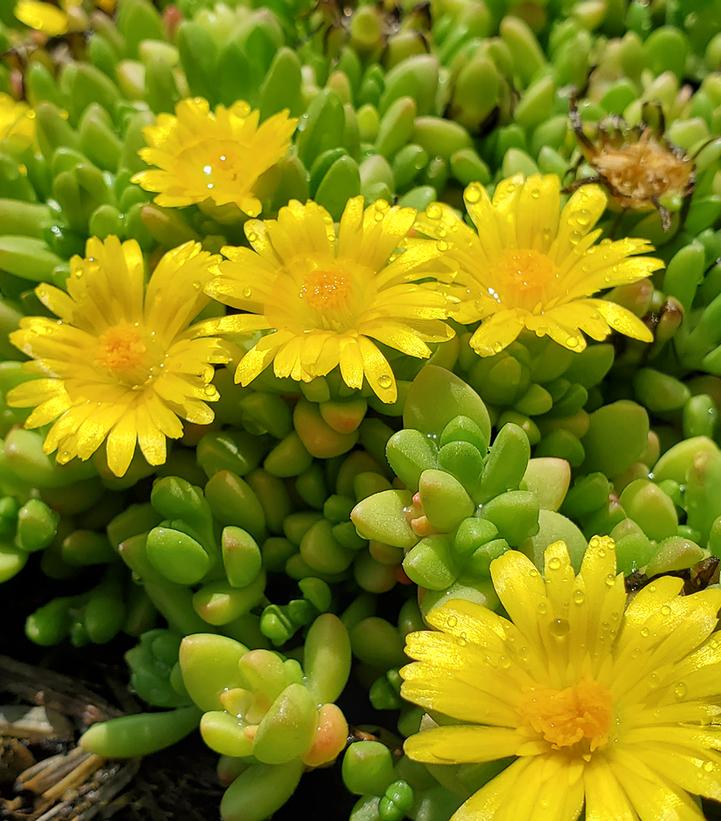 Delosperma nubigena 