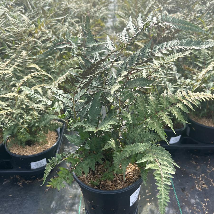 Athyrium nipponicum var. Pictum