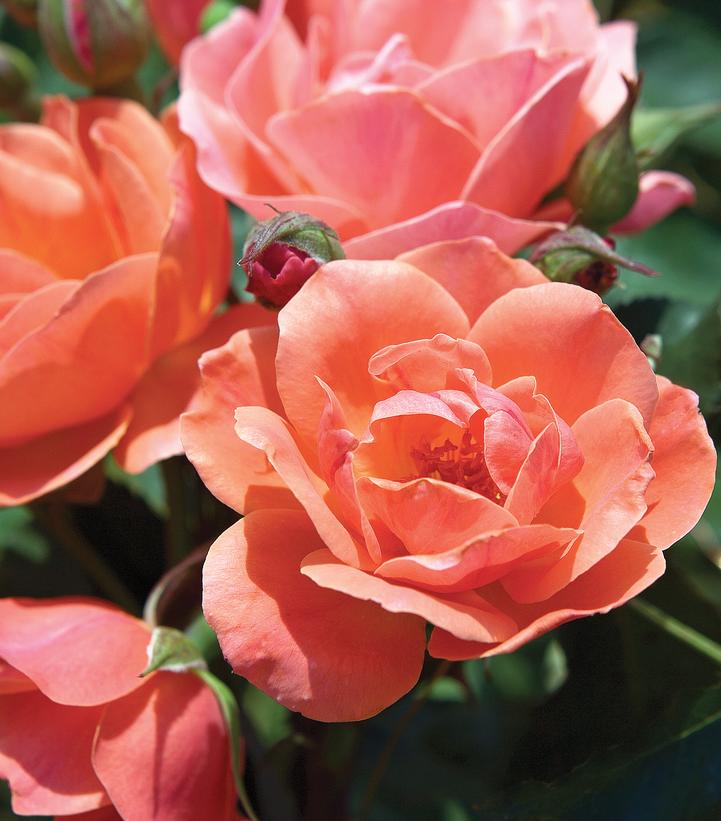 Rosa Knock Out® Coral Knock Out®