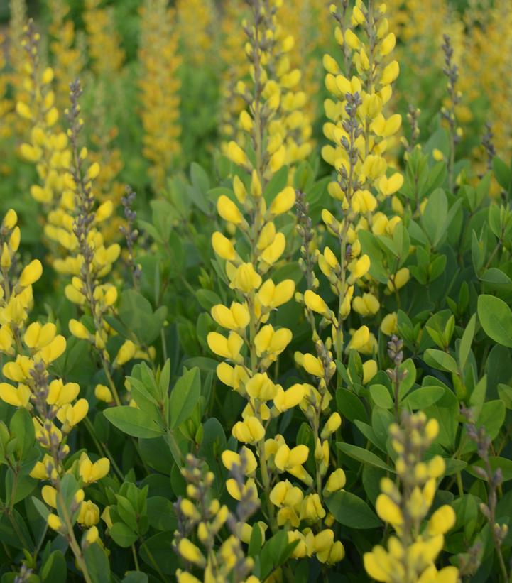 Baptisia American Goldfinch'