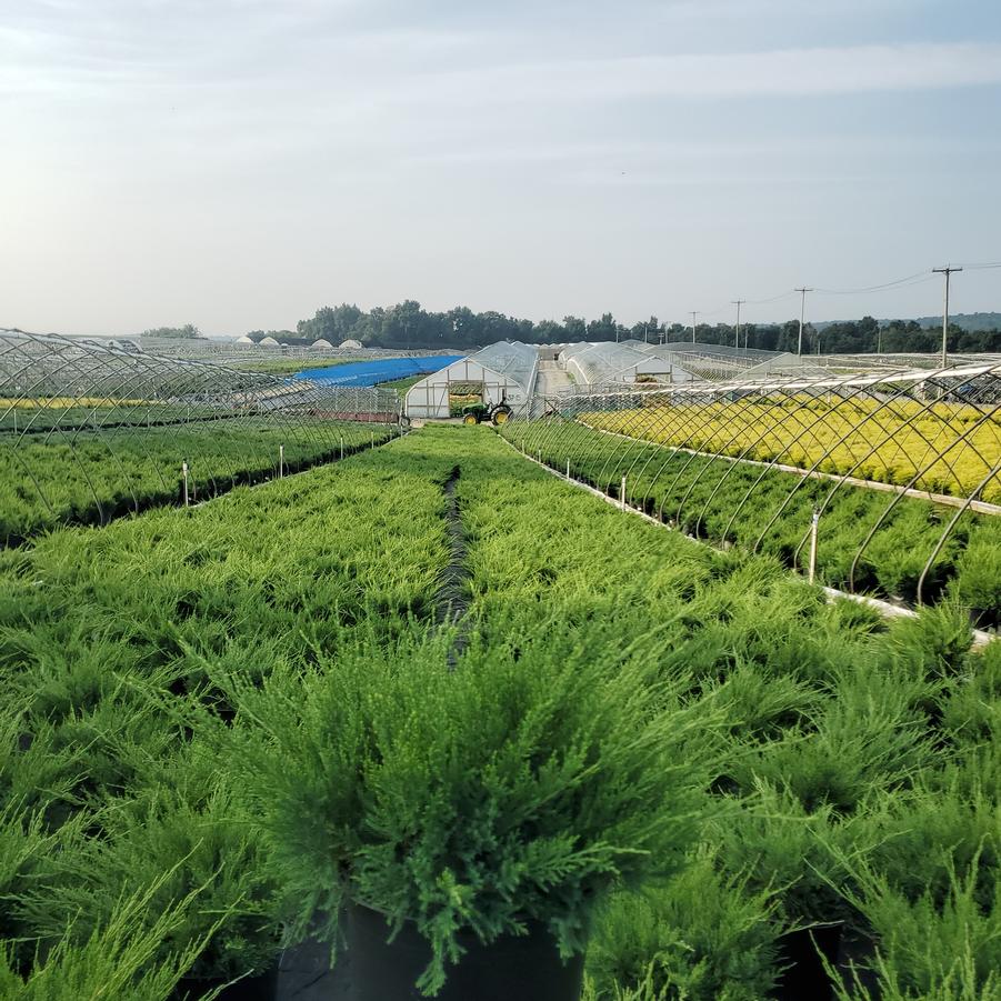 Juniperus chinensis Sea Green