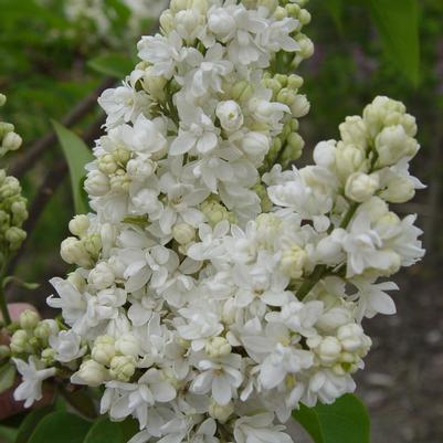 Syringa vulgaris Krasavitsa Moskvy