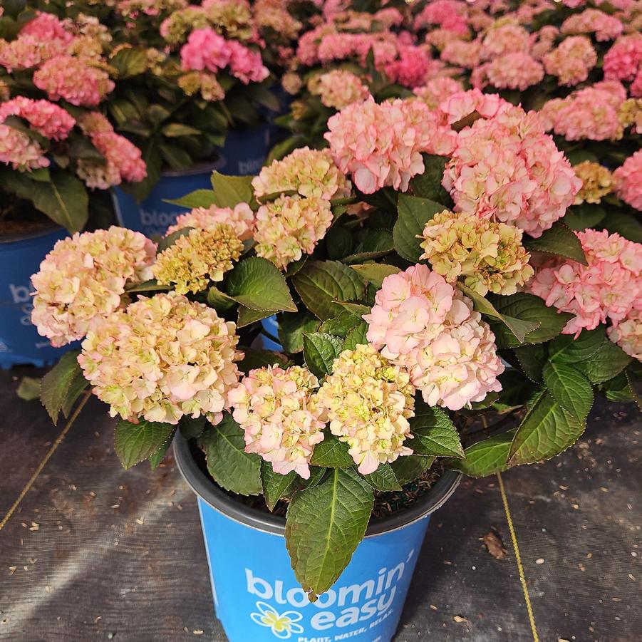 Hydrangea mac. 'Kimono'