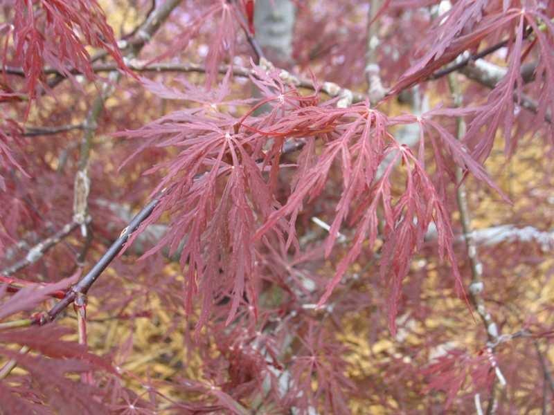 Acer palmatum dissectum 'Red Dragon'