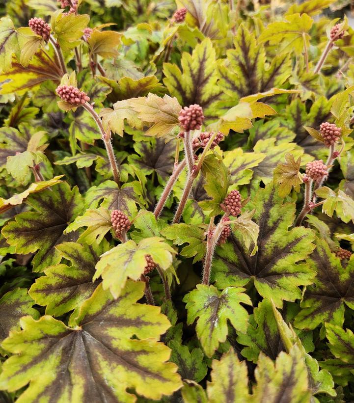 Heucherella hybrid Fun and Games® Fun and Games® 'Eye Spy'