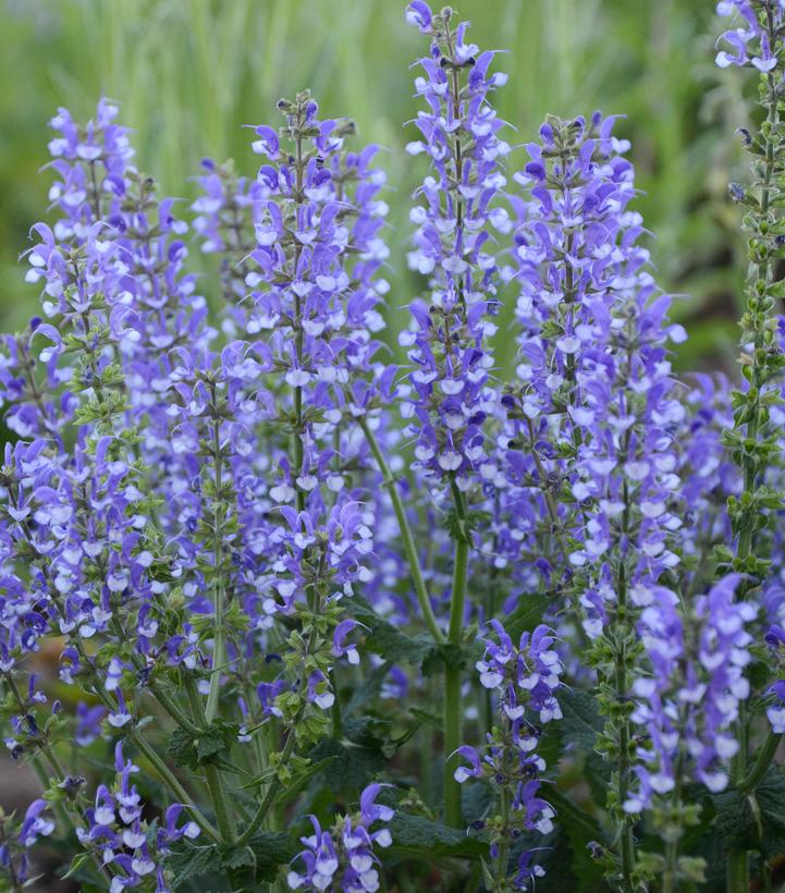 Salvia Color Spires® Azure Snow