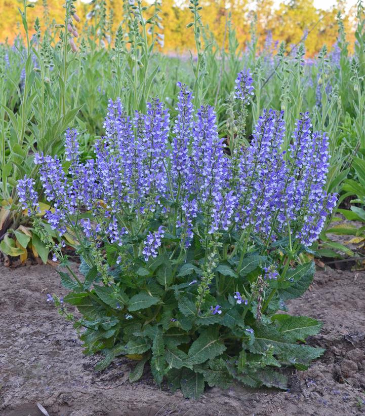 Salvia Color Spires® Azure Snow