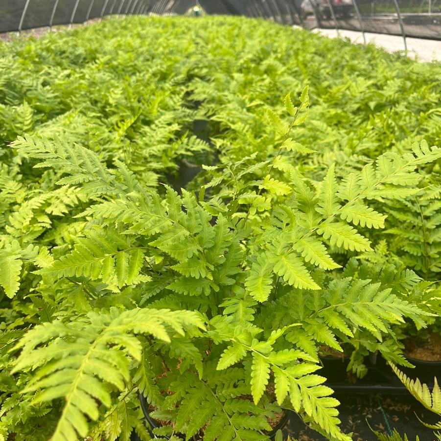 Dryopteris x australis - Dixie Wood