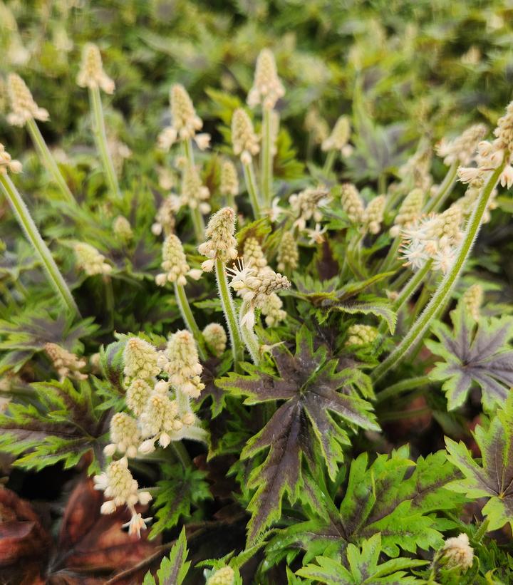 Tiarella hybrid Cutting Edge