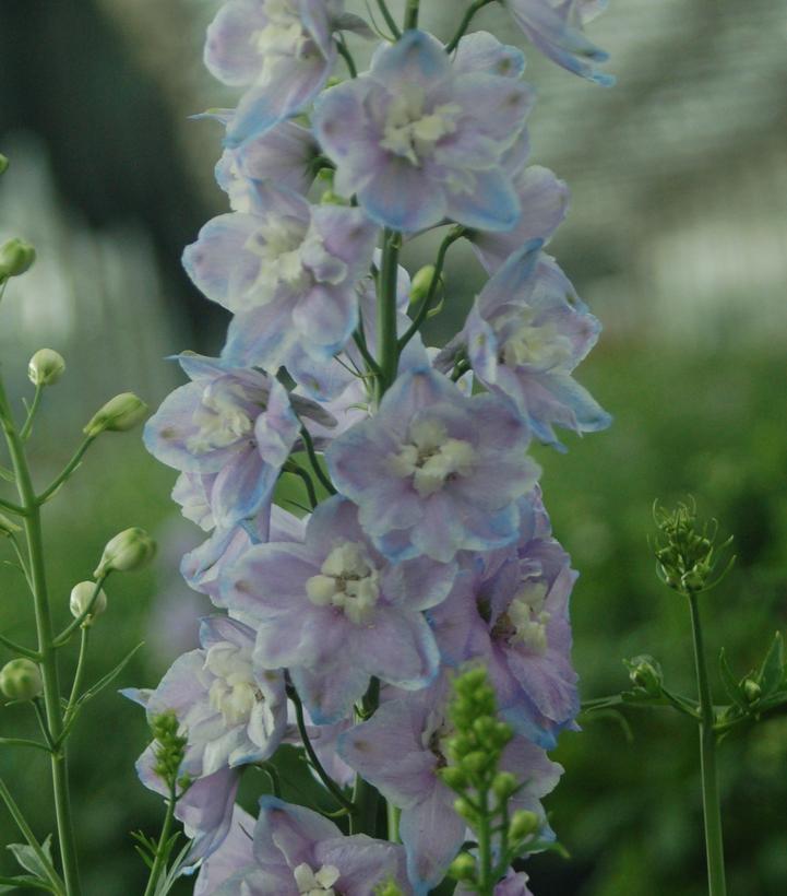 Delphinium Guardian Lavender