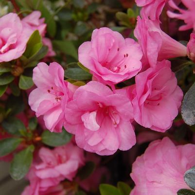 Azalea 'Rosebud'