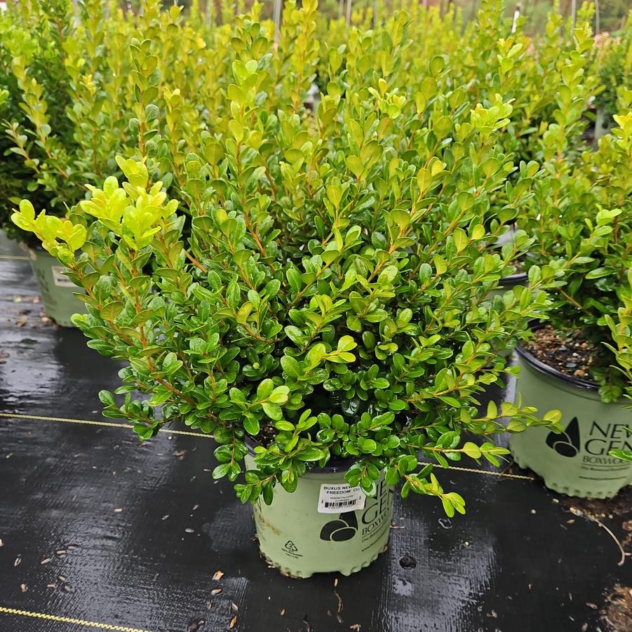 Buxus NewGen Freedom®