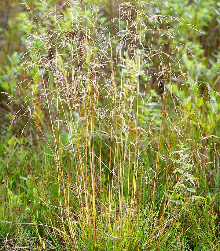 Deschampsia caespitosa 