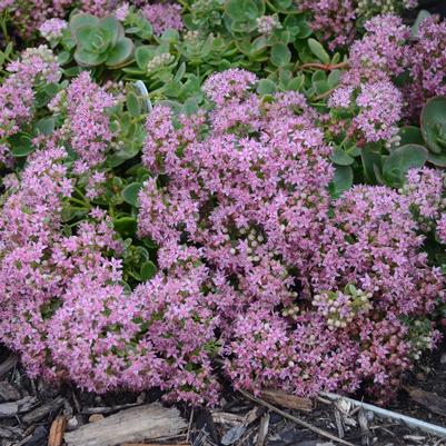 Sedum SunSparkler® 'Lime Zinger'