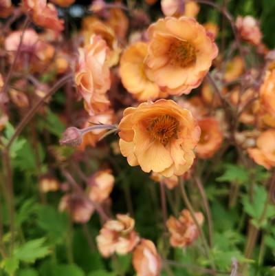 Geum Tempo™ Orange