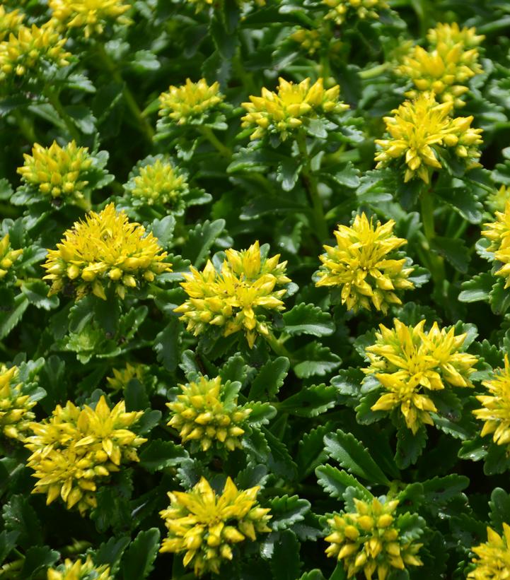 Sedum 'Little Miss Sunshine'