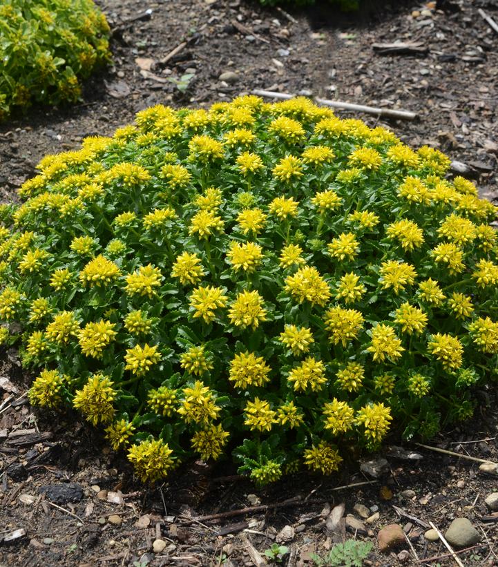 Sedum 'Little Miss Sunshine'