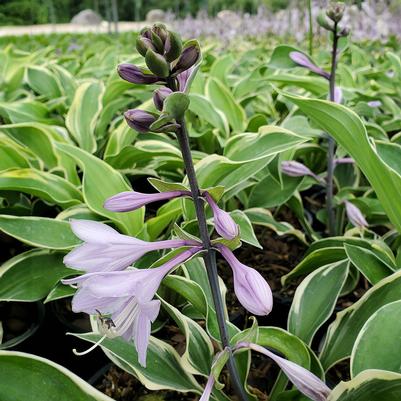 Hosta 'Tambourine'