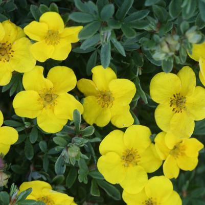 Potentilla fruticosa Happy Face®