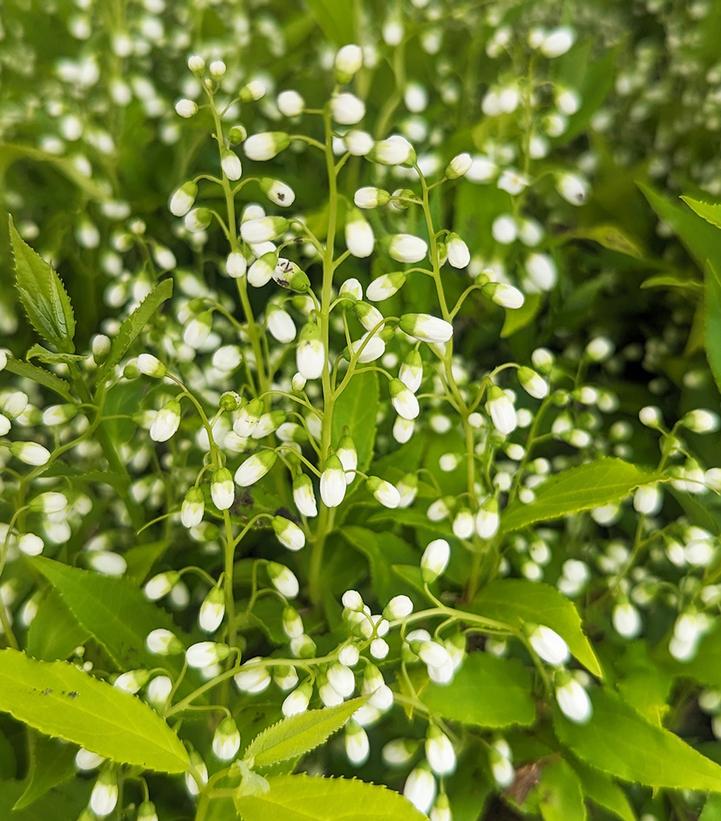 Deutzia gracilis Chardonnay Pearls®