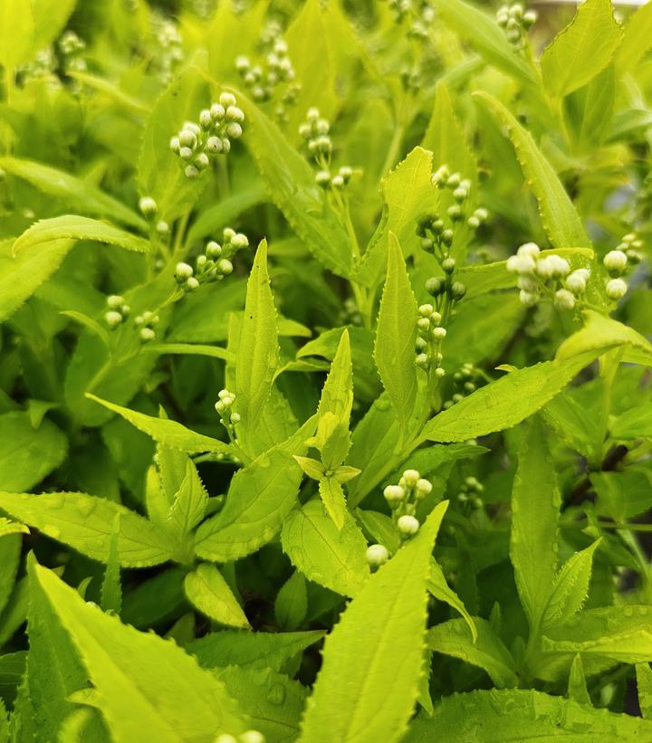 Deutzia gracilis Chardonnay Pearls®