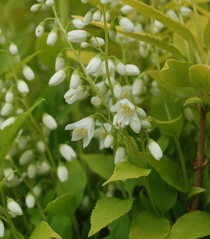 Deutzia gracilis Chardonnay Pearls®