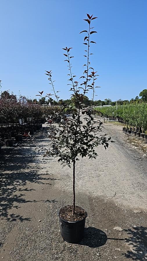 Malus X Royal Raindrops®