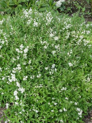 Deutzia gracilis Nikko