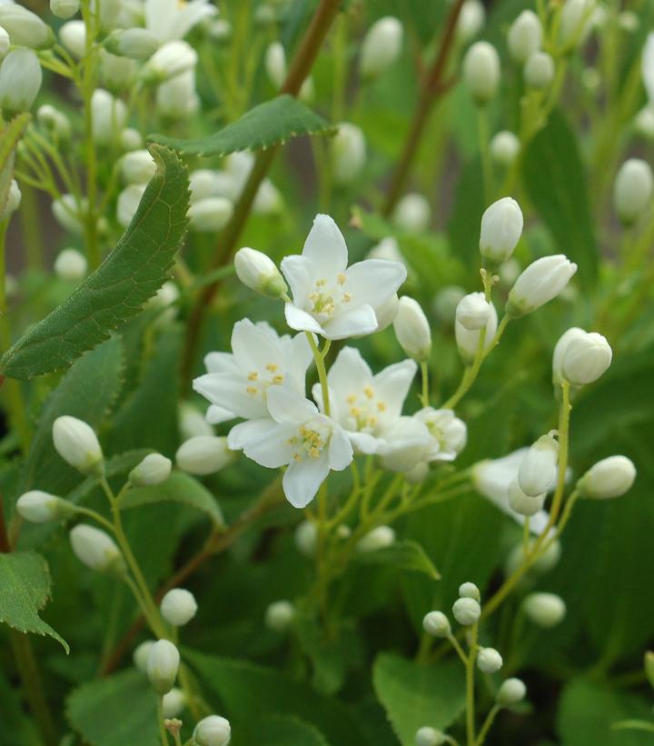 Deutzia gracilis Nikko