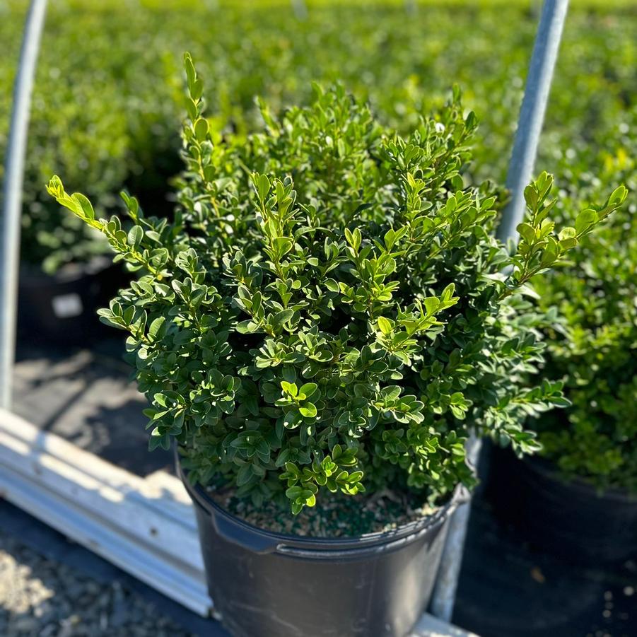 Buxus microphylla var. japonica Green Velvet