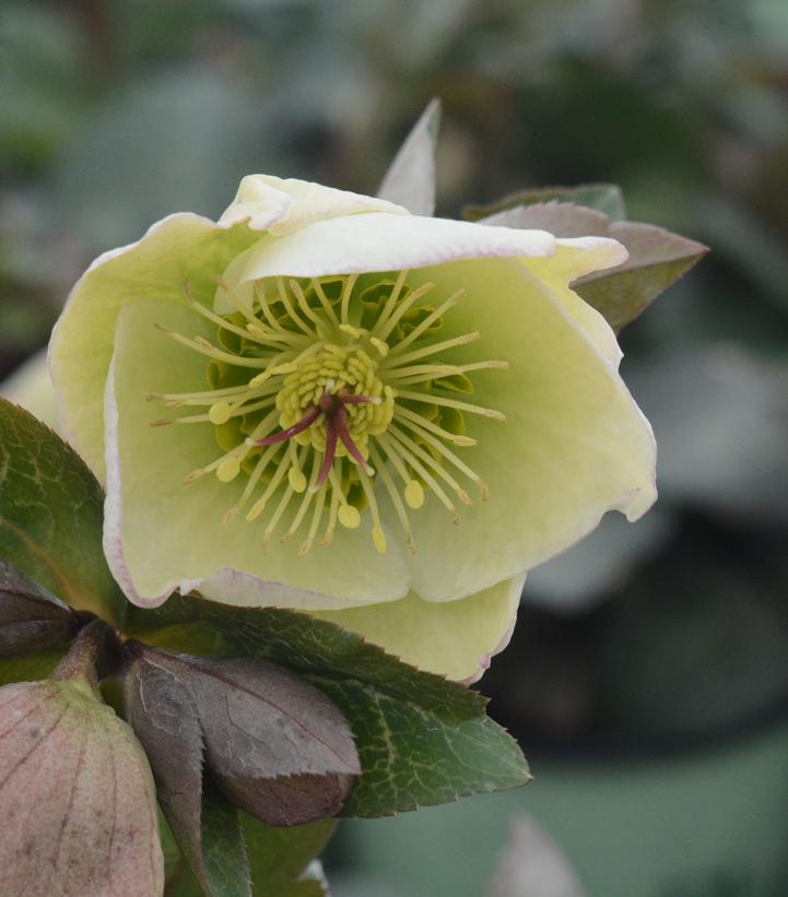 Helleborus Frostkiss® Molly's White