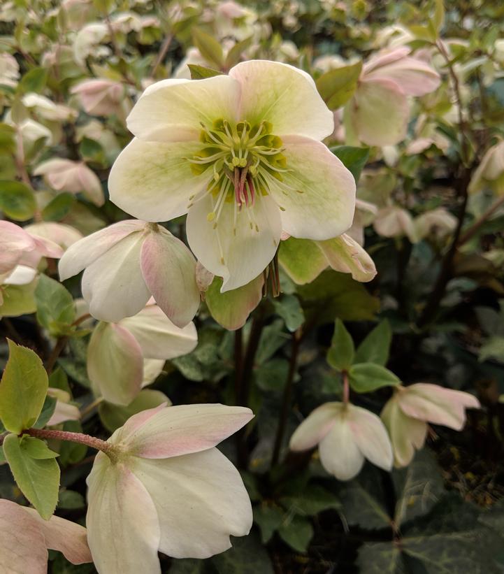 Helleborus Frostkiss® Molly's White