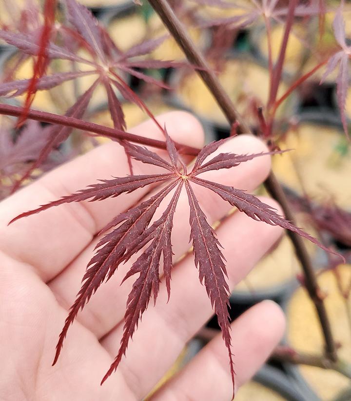 Acer palmatum dissectum 'Tamukeyama'