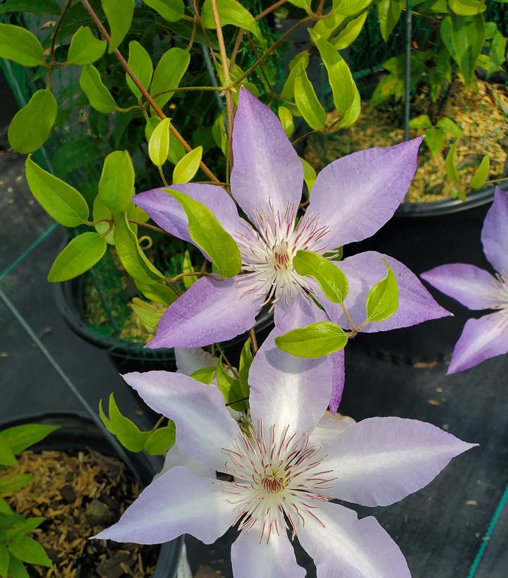 Clematis Tranquilite™