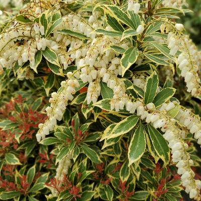 Pieris jap. 'Variegata'