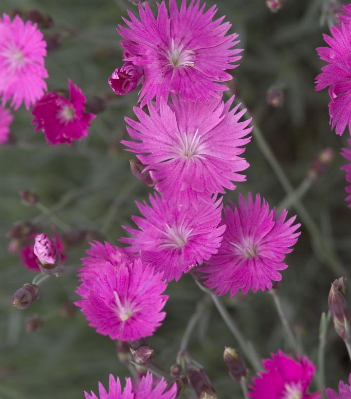 Dianthus Firewitch