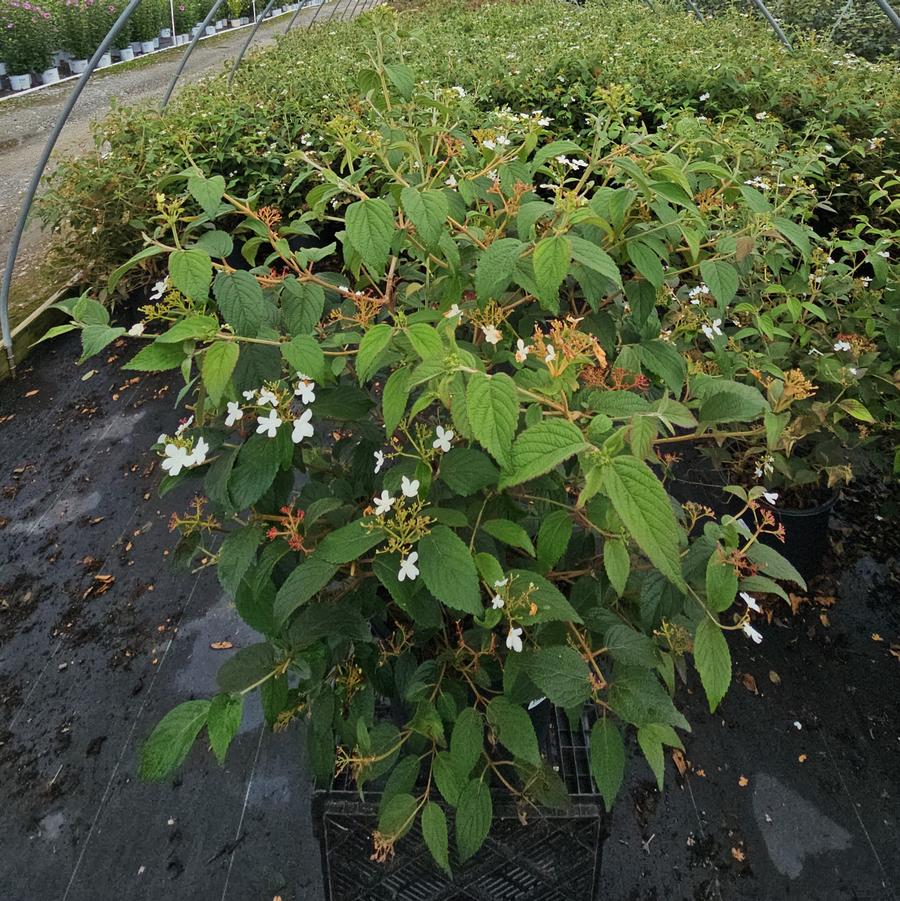 Viburnum p. t. Summer Snowflake